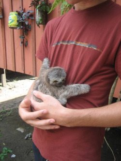 yasqueen-yasqueen-yasqueen:  slothscomau:  A tiny hugOOOOOP IT’S SO TINY AND IT’S GIVING A WEE TINY HUG ERMEGURD SLURTH HURG  😍😗😍😗😍