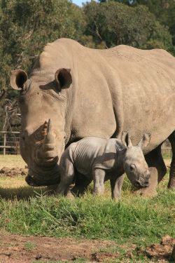 theanimalblog:  White Rhino Calf