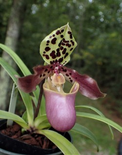 orchid-a-day:  Paphiopedilum henryanumSyn.: Paphiopedilum dollii; Paphiopedilum chaoi; all forms and varietiesOctober 2, 2018 