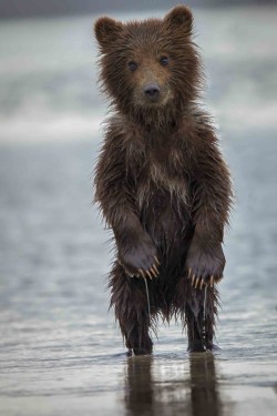thepredatorblog:  beautiful-wildlife:  Baby Bear, Alaska by Phil Frigon  look at those paws