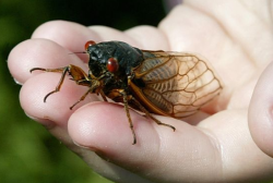 Periodical cicadas (genus Magicicada): prime numbers in nature Those in eastern North America will know of the periodic emergence of millions of insects every several years. Before this, they spend the vast majority of their life below ground, feeding
