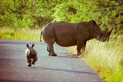 allcreatures:  St Lucia, South Africa: A baby rhinoceros charges towards the camera. Photograph: Robyn Bamber/Barcroft Media