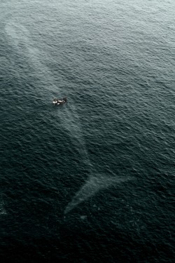 vistale:  You’re never alone in the ocean.  So much no