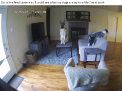 nitrostreak: injuries-in-dust: I’m gonna guess that they aren’t normally allowed to sit on the furniture.   The GSD just fuckin. Perched. On the coffee table? That Gets Me.  
