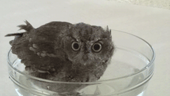fat-birds:  generichenle:  フクロウのクウちゃん、水浴びから乾燥まで / Screech Owl having a bath and then being dried.   oh my lord I’M screeching aaaaaaah 