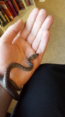 xenithion:  Hey tumblfriends, help me name my new snek :3 She needs a cute name to suit her attitude. She’s a grump.  LKEJRGLAIJRGLOJKALR YOU GOT YOURSELF A SNAKE! OWO WELCOME TO THE SNAKE FAMILY! SO FAR THERES YOU, casymod, AND ME! AND HE&rsquo;S SUCH
