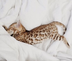 klaudster:  peachpoundcake:  sleep all day, play all night🍸  I really really really need this cat in my life.