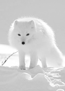 White on white (Arctic Fox)