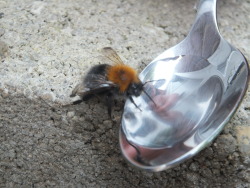 peaceful-moon:  outside-naked:  byron130:  18.05.2014I learned yesterday that when you see a bee on the ground that isn’t moving, it’s not necessarily dead, it’s probably just dead tired from carrying lots of pollen and needs re-energising. So if