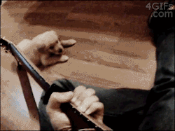 nodudedontdothat:  4gifs:  Puppy enjoys listening to guitar  I CANT DEAL WITH THIS AMOUNT OF ADORABLE  