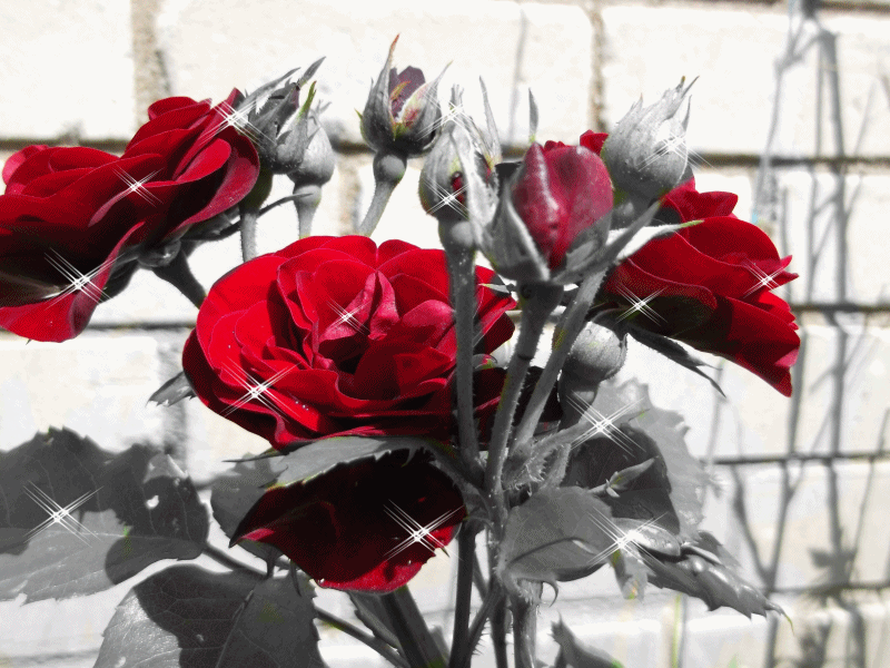 red roses gifs | WiffleGif