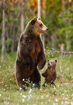 Taking a stand (mama Grizzly with her cub)