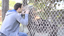 nickthewolfie:  sizvideos:  Guy pays a surprise visit to hyena he used to own Video  dsakehfdsjhfhdsdfksdnhchdsdhljdcz   haiku-oezu:3c
