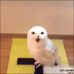 wilwheaton:  bookoisseur:  tastefullyoffensive:  What even are owls.  Ok if I was ever going to get a bird, it would have to be an owl.  Anne once read a book called Wesley the Owl that made us both completely fall in love with owls. They can’t ever