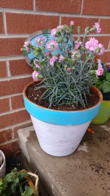 Candy floss dianthus in a pot I hand painted with a frog crossing sign behind it 😄🐸