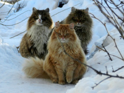 adorabelledearheart:  dirtprince:  thepliablefoe:  Norwegian forest cats are the fucking best. They look like little snow lions   MORE REASONS WHY NORWEGIAN FOREST CATS ARE THE BEST: THE COLLOQUIAL TERM FOR THEM IS SKOGKATTENTHEY ARE ALSO CALLED FAIRY