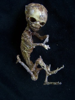 Discovered in a mouse trap in Metepec, Mexico, this bizarre creature seams to combine features both animal, human, and alien. Perhaps it is a mummifed fairy or a tiny visitor from beyond the stars. Some say it is nothing but a mummified monkey and a hoax.