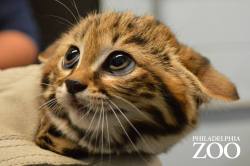 elenoa:  dreamyoswin:  zooborns:  Philly Zoo’s First Ever Black-footed Cat Kittens are Thriving!  Philadelphia Zoo’s female Black-footed Cat Aza gave birth to a litter of kittens on April 8, 2014: the first Black-footed Cats ever to be born at the