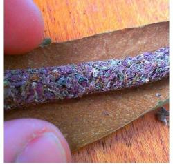 prettyswed:  bluntess:  if you cant do this youre not rolling right js  holy moley