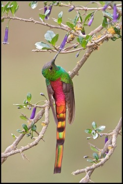 Trailing fire (Red-tailed Comet hummingbird, native to the Andes in Bolivia and Argentina)