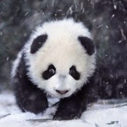 Panda attack mode&hellip; #panda #cute #instagood #likeforlike #pandabear #asians #likes #funny #pandas #pandaexpress #instapandacool #bestoftheday follow for more awesome posts  Bonafidepanda.com
