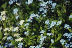 zocher:  forget-me-not in white and blue | Mareike Zocher 