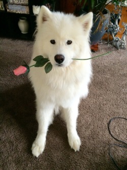 awwww-cute:A Rose From My Valentine