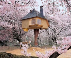 Japanese treehouse-teahouse