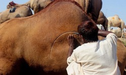 jooces:    Eid Mubarak: The art of camel barbering in Pakista     I don’t think i’ve seen photos of the actual process before. Looks like a lot of work! But beauty is not without effort &lt;3