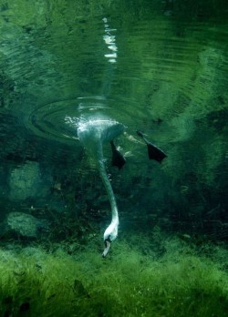 The good stuff’s down deep (Mute Swan reaching underwater for food)