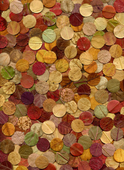 derangedbutterfly:  leaf-rounds by horticultural art on Flickr. 