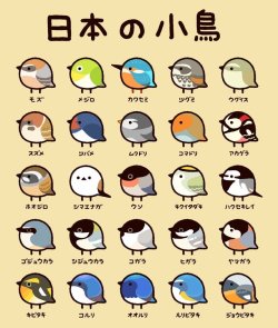 tanuki-kimono:  Nihon no kotori (Japanese small birds), cute helpful chart by  @T_marohiko listing the following species: First row - 百舌  mozu (bull-headed shrike)  /   目黒  meguro (bonin white-eye)  /   川蝉  kawasemi (kingfisher)  /   ツグミ
