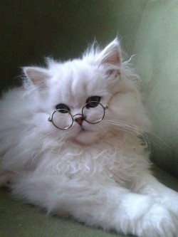 Harry Potter Cat