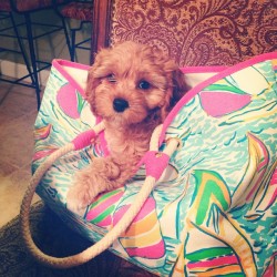 littlemisssouthernlove:  Nothing cuter than a puppy in a @Lillypulitzer shoreline tote. #lillypulitzer #yougottaregatta #tallulahbelle 