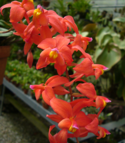orchid-a-day: Oncidium noezlianum Syn.: Cochlioda noezliana, Odontoglossum noezlianum, Cochlioda densiflora, et al. April 30, 2019  
