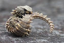 fabulips:  pixieprincesslittle:  mrsroot:  Cordylus cataphractus  ITS A BABY DRAGON  baby no don’t eat your tail   ⠀