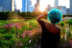 dyehardblackhair:  raychillster:  just another flower growing in a concrete jungle.  *