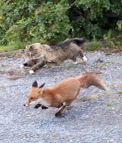vishousshadow:  badgirlguitar:  curious-wiccan:  Norwegian forest cat chasing a fox  Look at these majestic idiots   What does the fox say?Ohshitohshitohshitohshit