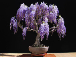 blktauna:  asylum-art:  Wisteria bonsai proves big beauty comes in small packages-DDN Japan As you probably already know, bonsai is the Japanese art of growing miniature trees or shrubs in planters. You’ve may have already seen at least some tiny potted