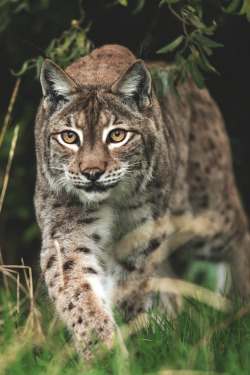 w-canvas:  Eurasian Lynx by Colin Langford 