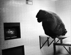funjoke:Bongo, a west African lowland gorilla, watches the BBC test-card on a colour television in his new luxury enclosure at Twycross Zoo in Warwickshire, July 1971.