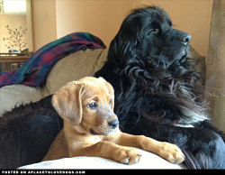 aplacetolovedogs:  Majestic Newfoundland dog and adorable new rescue puppy are best friends forever! For more cute dogs and puppies