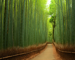 phenex1331:  20 places that don’t look real (part1) 1.Bamboo Forest-China 2.Black forest-Germany 3.Fields of tea-China 4.Hang son doong-vietnam 5.Hitachi seaside park-japan 6.Lake hillier-Australia 7.Lake retba-Sengal 8.Antelope canyon-USA 9.Lavender