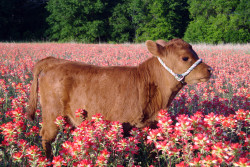 thompsonshunter:  urnotkyungsoo:  my latest 2016 aesthetic includes baby cows standing in fields of flowers   @pixieetogoddess