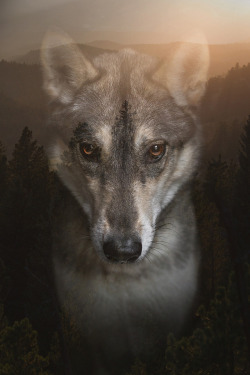 souldogstudios: Northern Summer | a Limited Edition fine art print by Soul Dog Studios  Bring the wild inside. Northern Summer is inspired by the two things we love most: canines and nature. Pre-order your 8x12” print of this piece here! Limited quantity