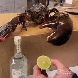 smooshless:somethingusefulfromflorida:ifightformyfriends:  You’re telling me a LOBSTER squeezed this lime?   Gin and clawnic   This is the future the Flintstones wanted for us.
