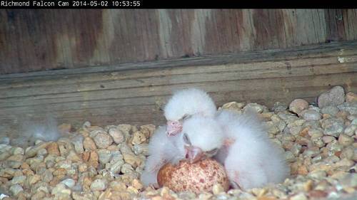 Two chicks and sleeping on the unhatched egg