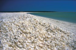 She sells sea shells (Shell Beach in the Shark Bay region of Western Australia is one of only two beaches in the world made entirely of shells &hellip; it stretches for over 110km or 68 miles)