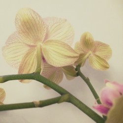 jadelavinder:  #orchids #kewikihighlight_flowers @kewiki