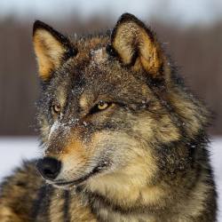 beautiful-wildlife:  Wolf by wildplanetphotomag